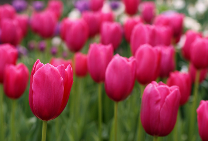 размытость, лепестки, field, розовые, поле, тюльпаны, Tulips