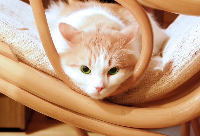kitty, kitten, котенок, котенок, Cat, кошка, eyes, chair, beautiful, green