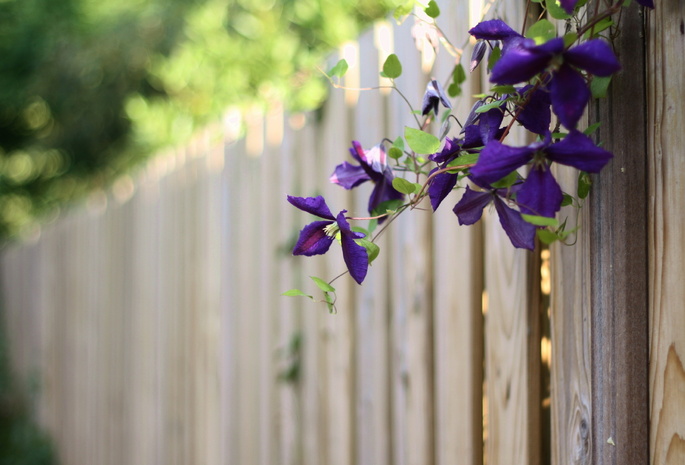 лето, Забор, цветы