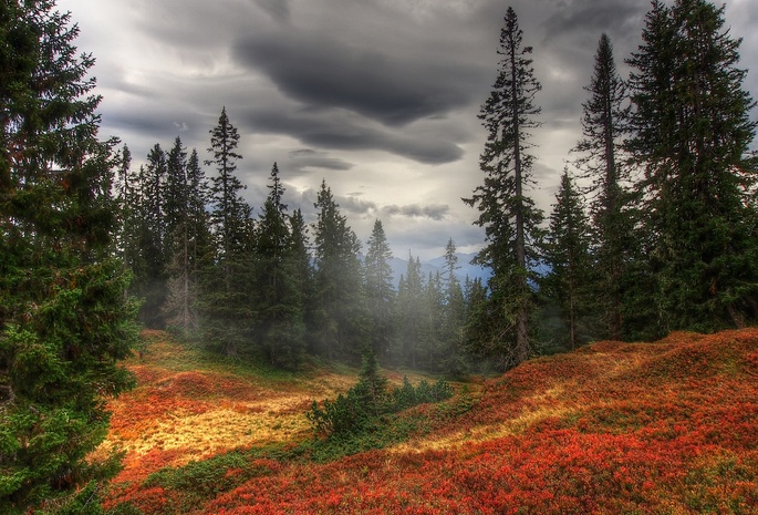 лес, туман, деревья, Осень
