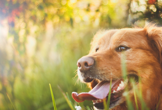 золотистый ретривер, Собака, солнце, язык, пес, в траве