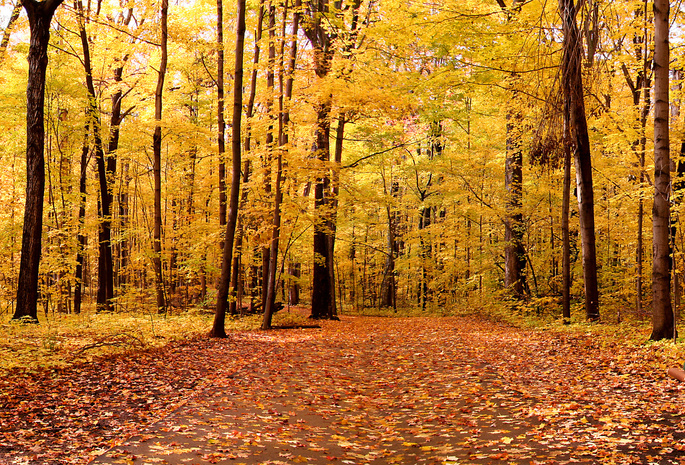 осень, деревья, парк, nature, листья, Природа, landscape, пейзаж