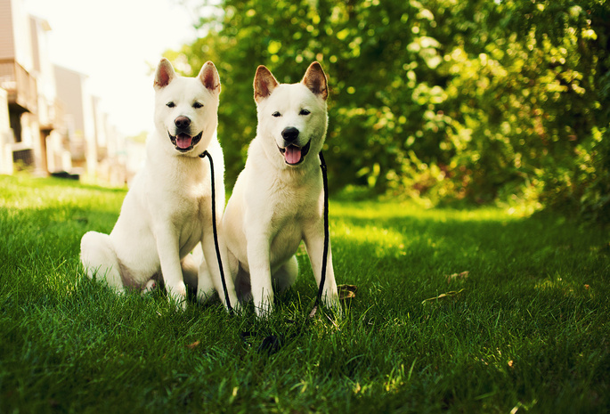 dog, природа, белая, трава, white, собака, щенки, Akita