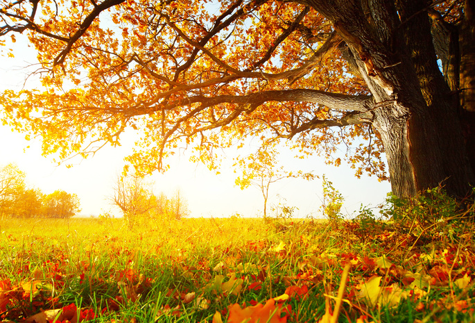 Солнечный лес, листья, трава, деревья, осень