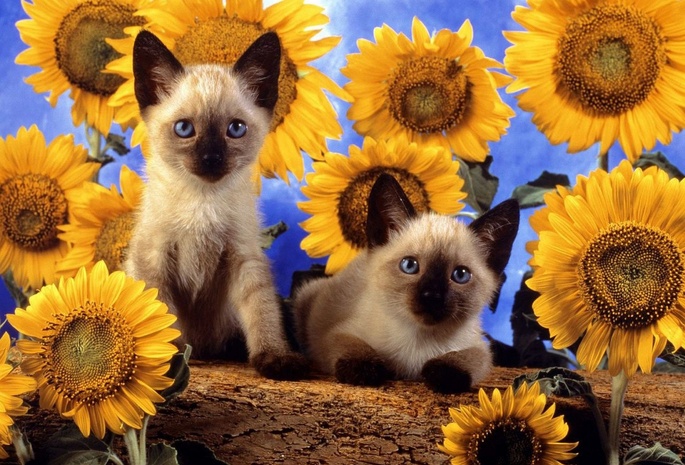 кошки, двое, цветы, подсолнухи, подсолнух