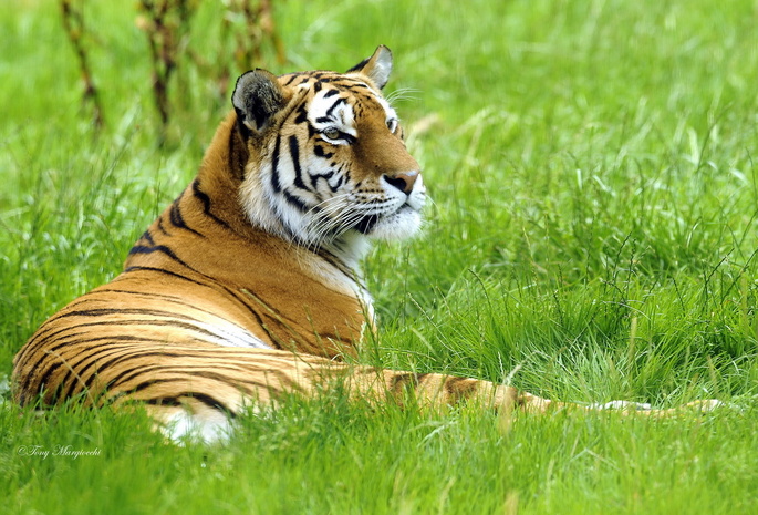 Тигр, сибирский, на траве, лежит