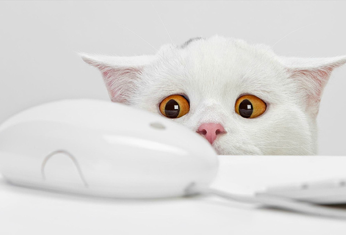 Белый кот, желтые глаза, мышка, испуг