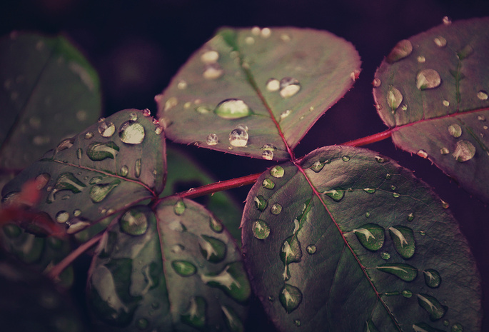 Листья, макро, после дождя, капли