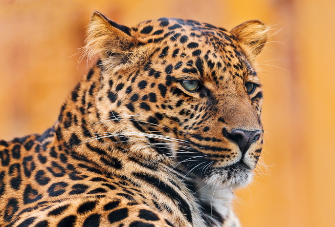 leopard, Леопард, портрет, лежит, усы, морда, серьёзный