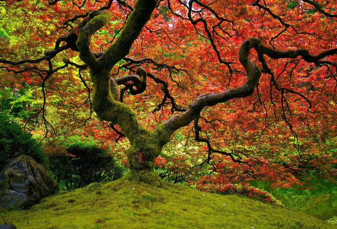 красный, клён, Природа, японский сад