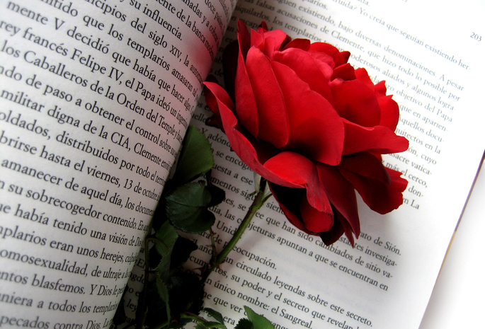 цветы, цветок, бутон, роза, красная, Красная роза