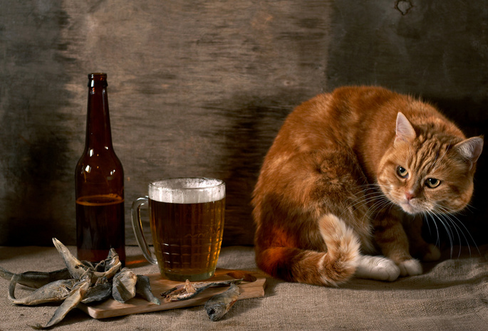 рыбка, Рыжий, кот, бутылка, подозрительный, пиво