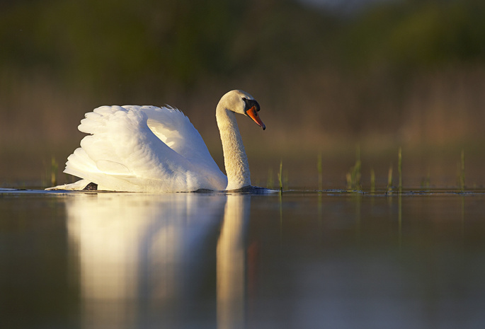 белый, Озеро, трава, отражение, птица, лебедь, пруд