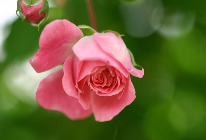бутон, лепестки, цветок, Роза, розовая, природа, зелень