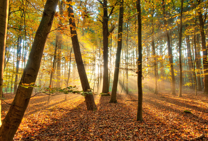 лес, осень, Природа, свет, деревья