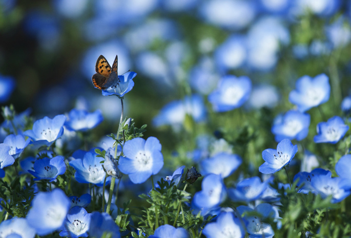цветы, голубые, Немофила, лепестки, поле, бабочка