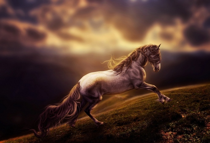 лошадь, поле, закат, вечер