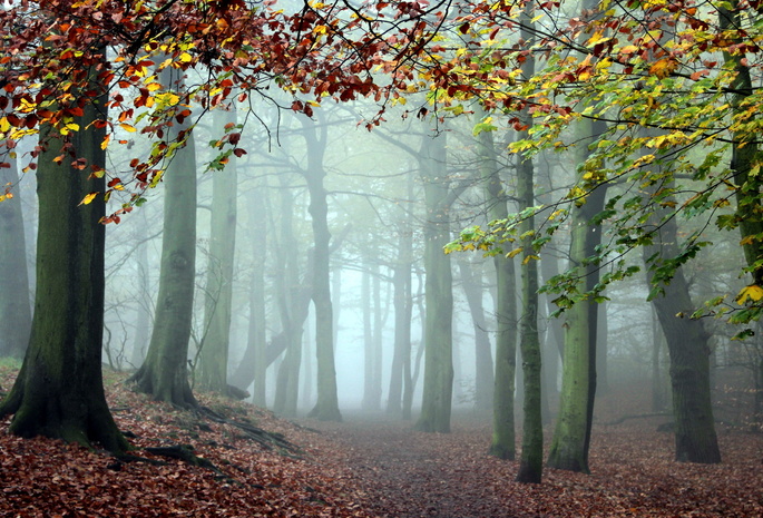 туман, Лес, деревья, природа