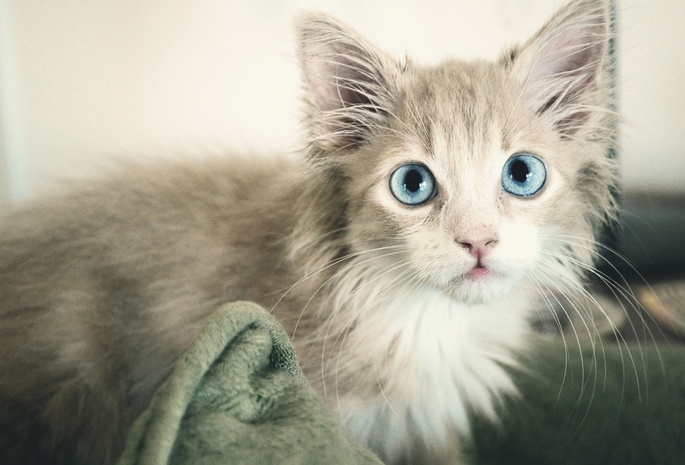 котёнок, голубые глазки
