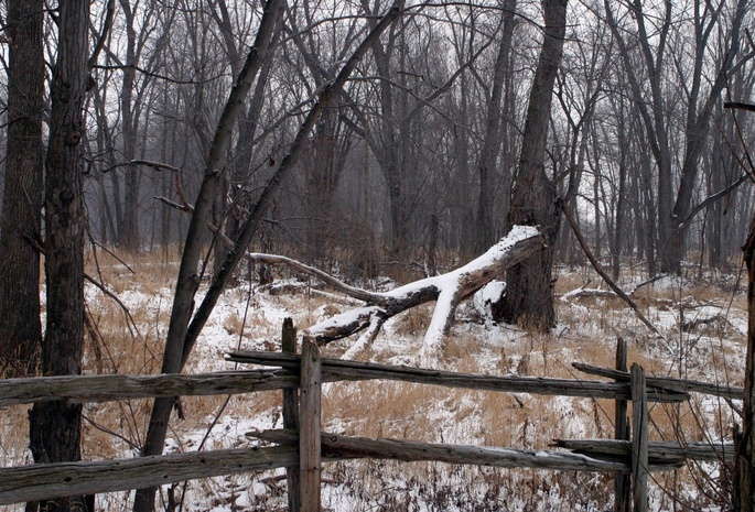 лес, снег, деревья, старая ограда, пасмурное настроение