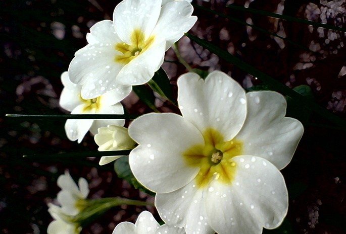 макро, примула, контрастные, белые цветы, капельки росы