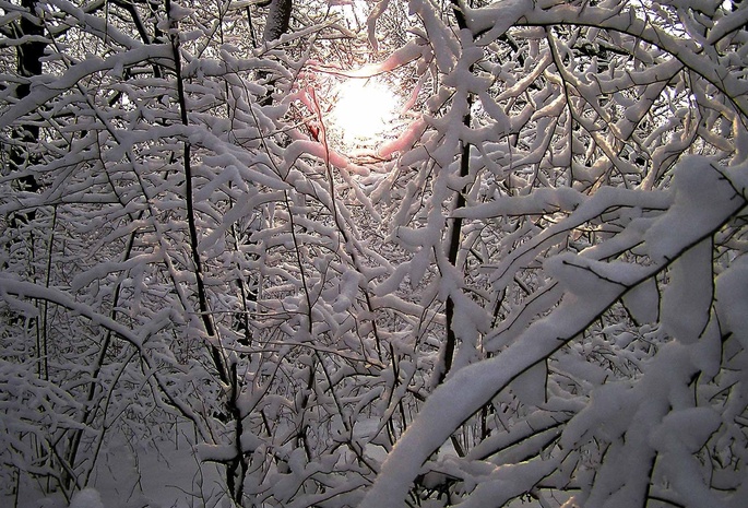 лес, ветви, снег, солнце, зимняя сказка