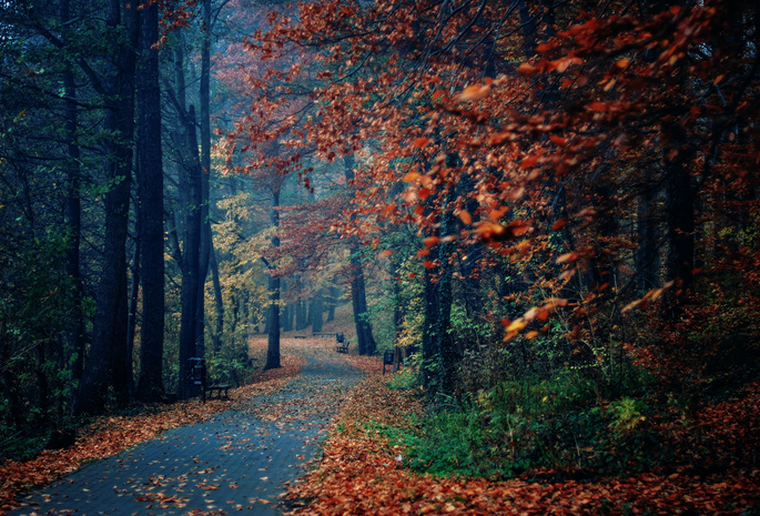 осень, лавки, парк, Природа, листва, деревья