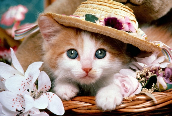кошка, глаза, корзина, цветы