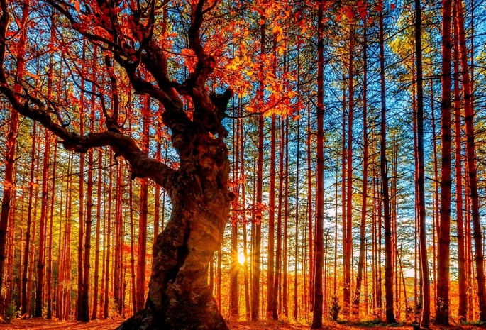 осень, лес, дерево, солнечно, яркие