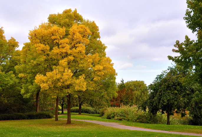 аллея, парк, Осень, деревья
