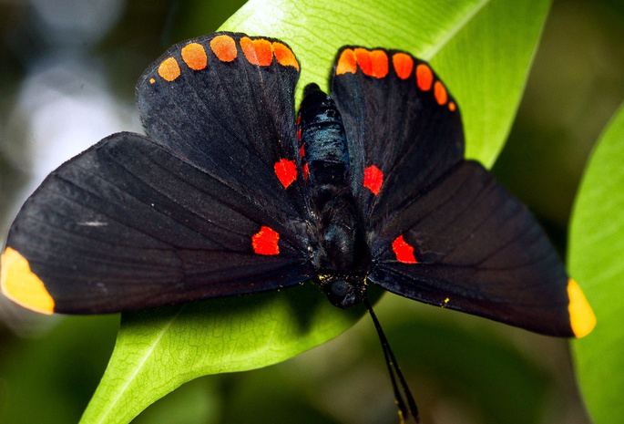 бабочка, черная, листок
