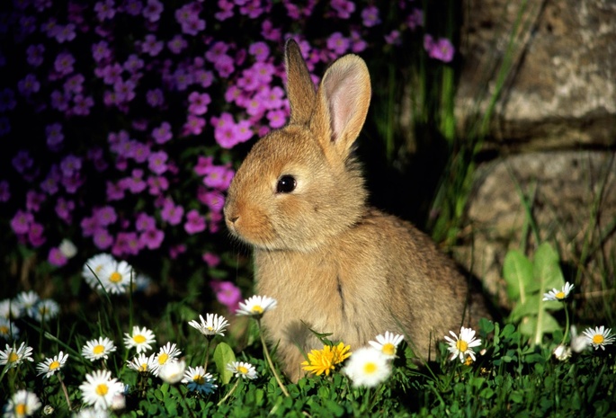 кролик, стена, камни, трава, зеленая, цветы