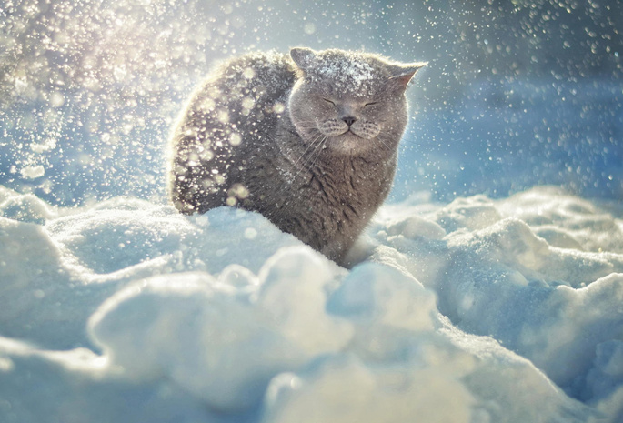 снег, животное, кот, сугробы, снежинки, вьюга, мороз, холод, дремлет