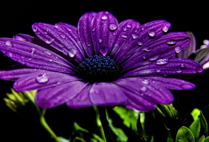 цветок, лепестки, капли, крупный план, фиолетовый, черный фон
