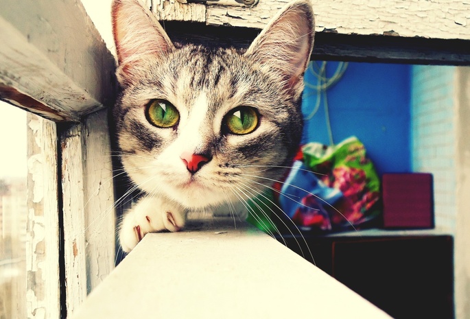 животное, кошка, глаза, зеленые, взгляд