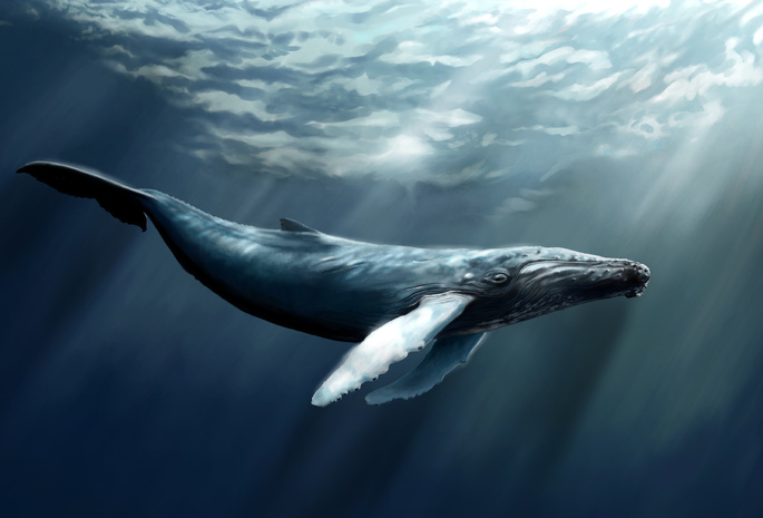 млекопитающее, кит, океан, глубины, вода, лучи