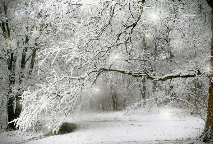 деревья, Зима, снег, лес