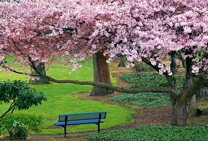 весна, парк, скамья, трава, клумбы, деревья, цветущие
