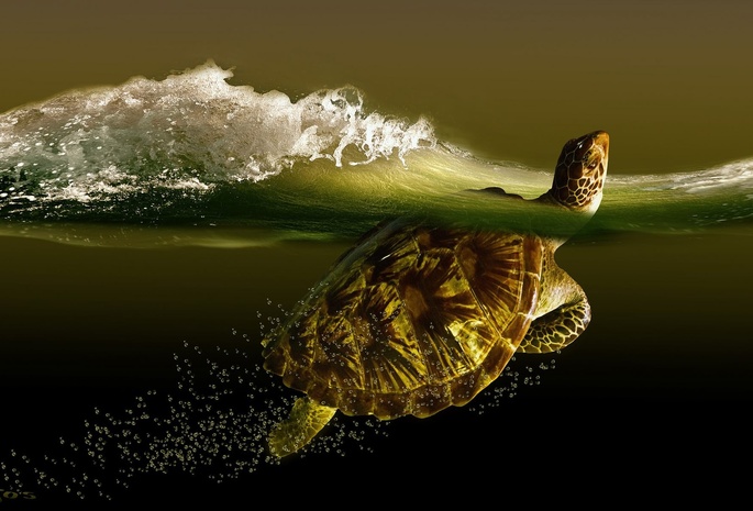 черепаха, плывущая, вода, всплеск
