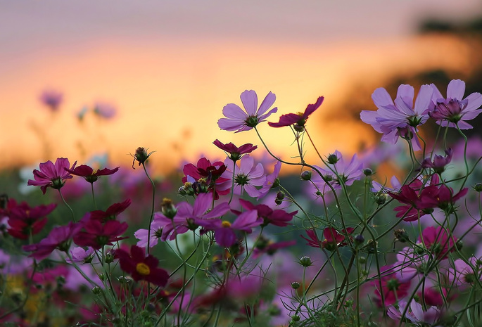 цветы, поле, закат