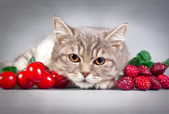 кот, лежащий, дымчатый, клубника, малина, ягоды