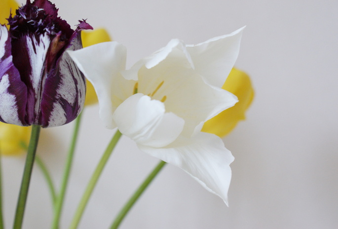 тюльпаны, нежные, мягкие цвета, белый фон
