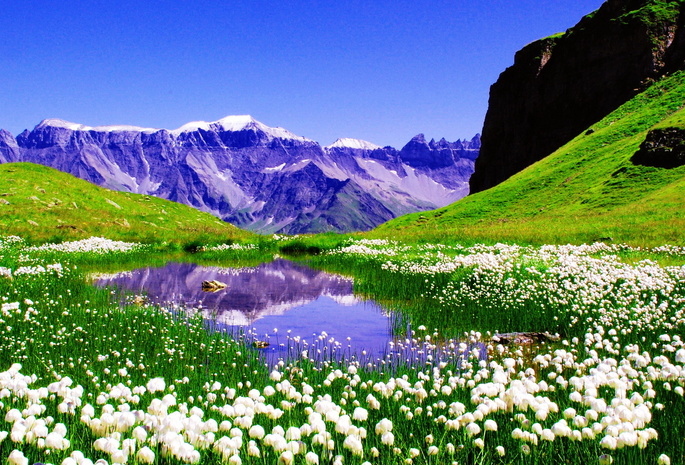 ландшафт, высокогорье, долина, горы, массив, хребет, озеро, цветы, тюльпаны, белые, трава, зелень, свежесть