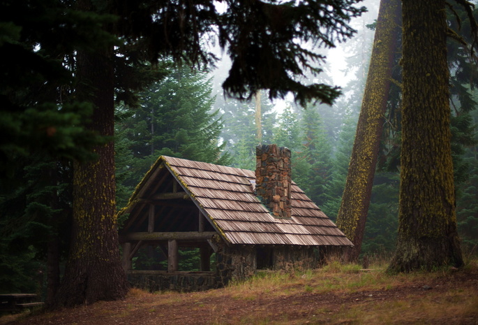 лес, природа, чаща, домик, деревья, стволы, туман
