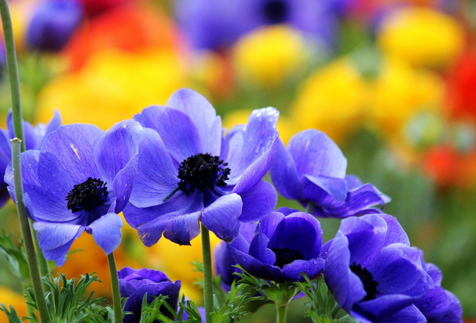 цветы, чашечки, фиолетовые, яркие