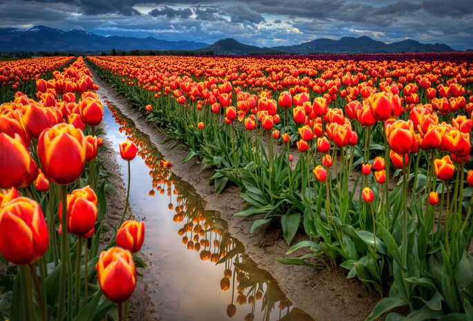 поле, тюльпаны, красные, весна