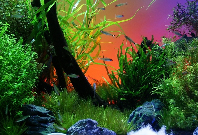 аквариум, рыбки, водоросли, яркие