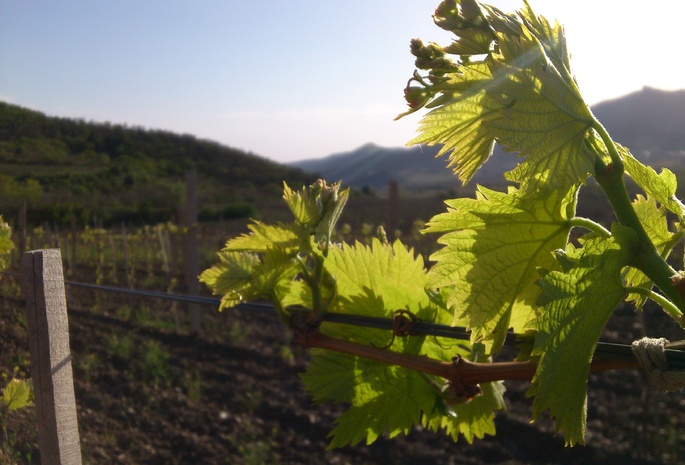 долина, виноградники, плантация, листья, Крым, Crimea, фото