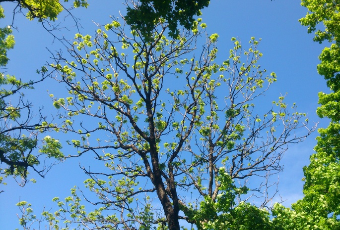 дерево, небо, весна, фото