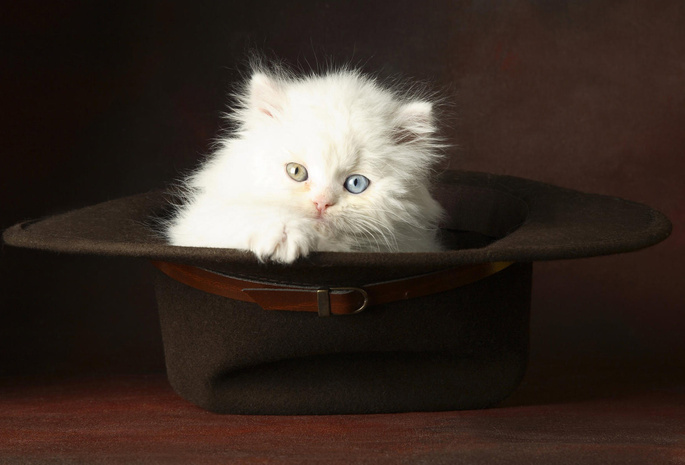 котёнок, маленький, белый, забавный, шляпа